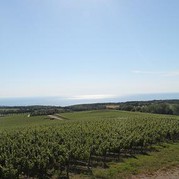 Weinberge von Tenuta Argentiera mit Blick auf Meer